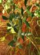 Сітка для сушки фруктів Tenax Plurima (Плуріма) 62.5x4, Помаранчевий, Помаранчевий