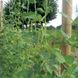 Сетка для вьющихся растений Tenax Ортинет (Flora) 10x1.7, Зелёный, Зеленый