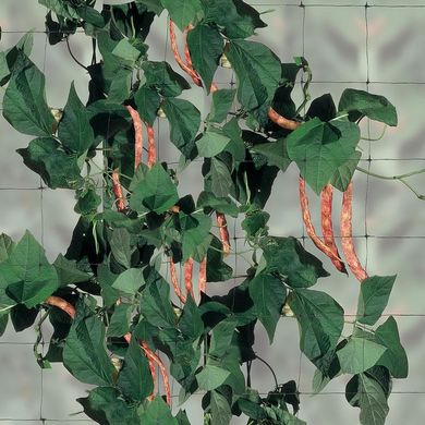 Сітка для витких рослин Tenax Ортінет (Flora) 500x1.7